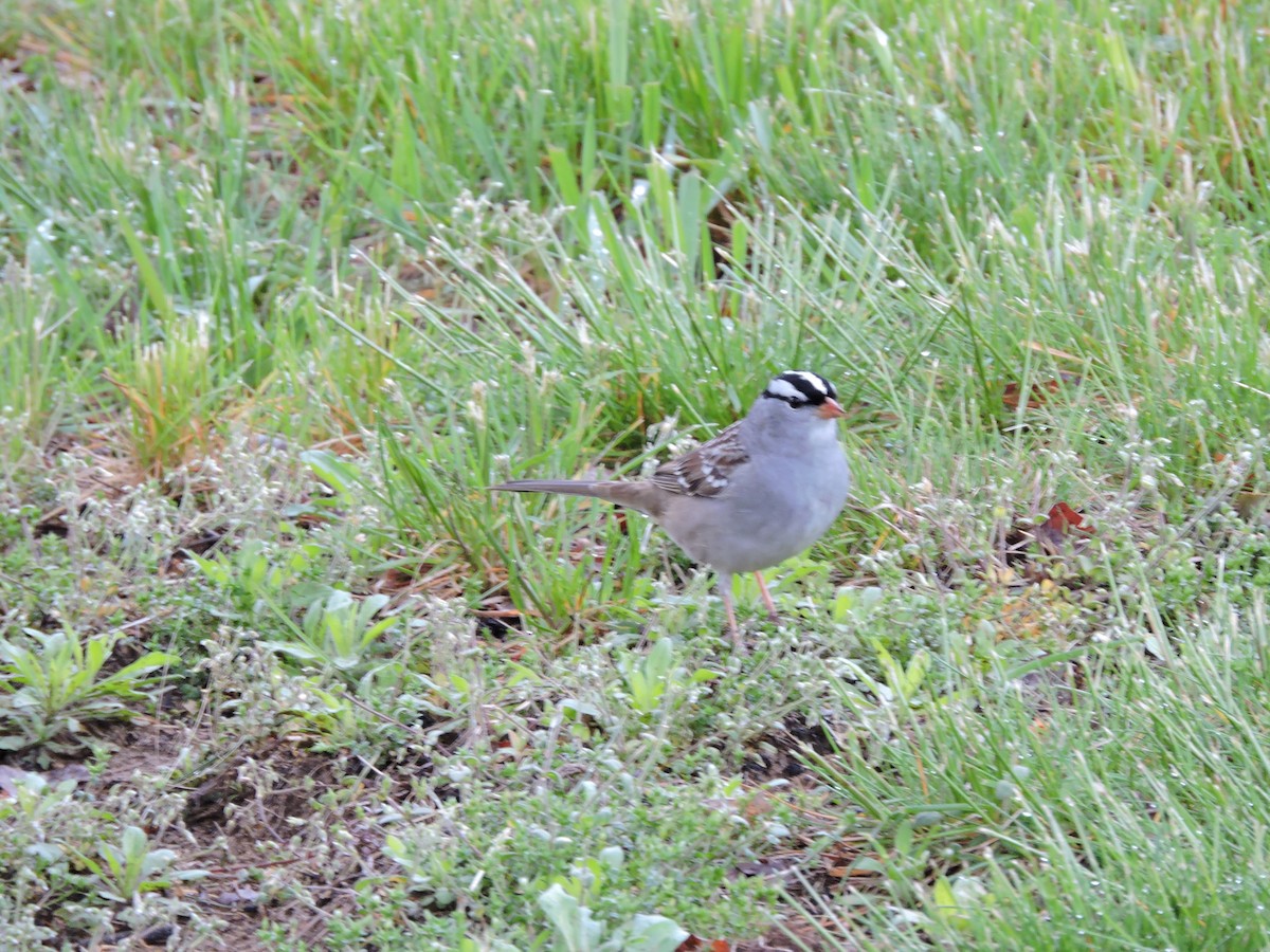 White-crowned Sparrow - ML158257121