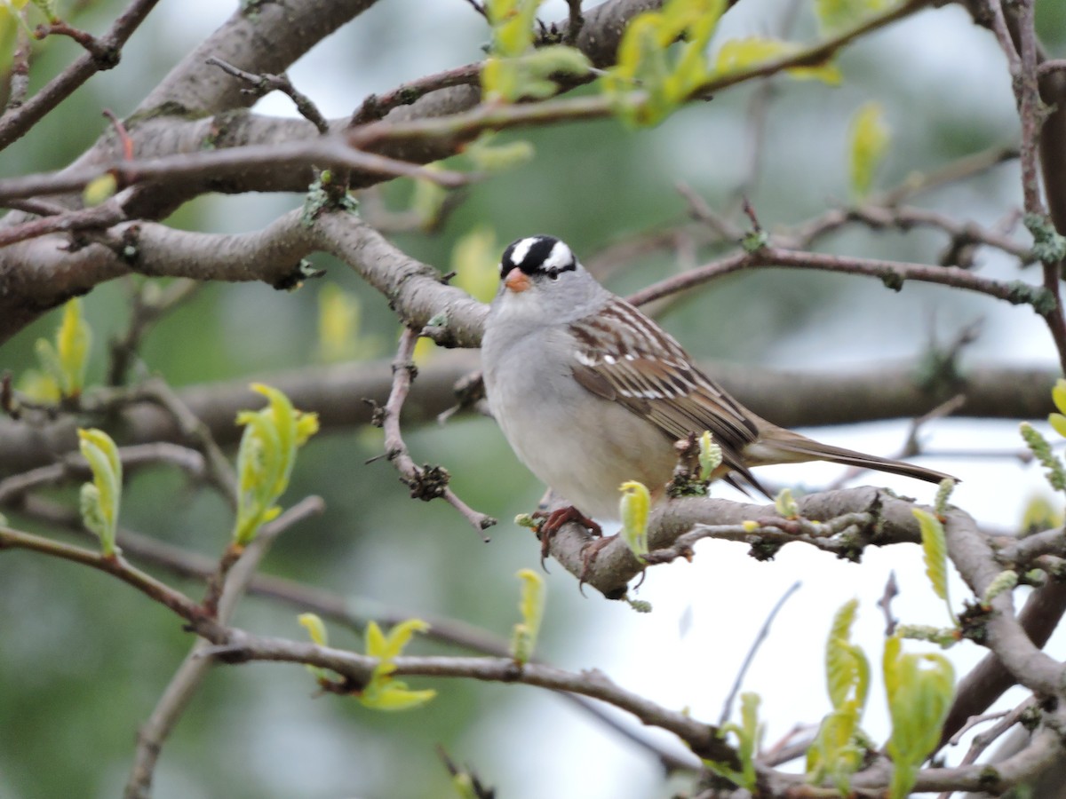 White-crowned Sparrow - ML158257131