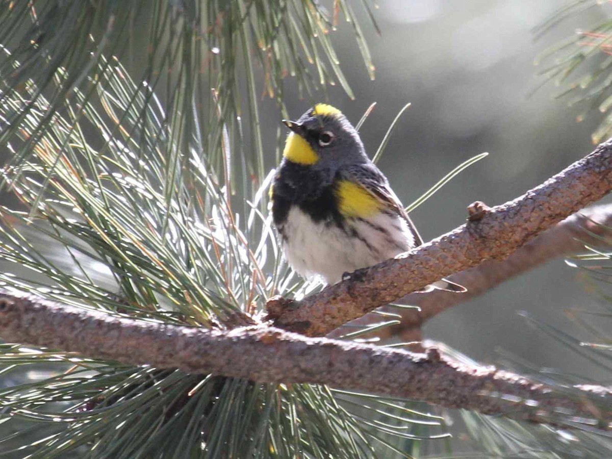 Yellow-rumped Warbler (Audubon's) - Kent Fiala