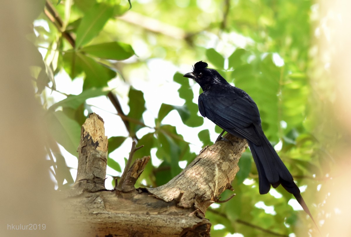 Greater Racket-tailed Drongo - ML158257641
