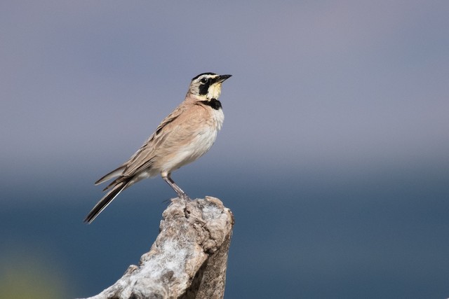 Horned Lark