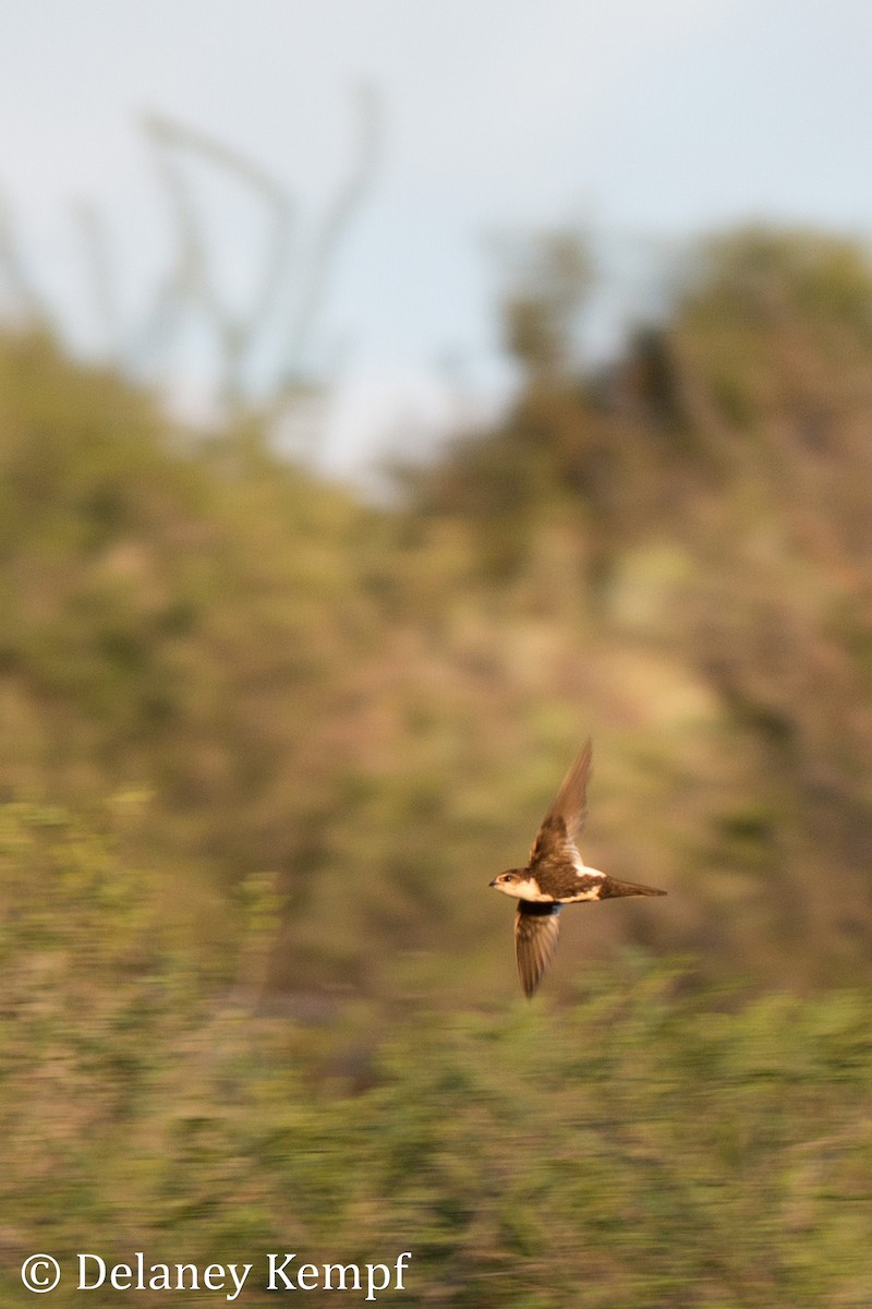 White-throated Swift - Delaney Kempf