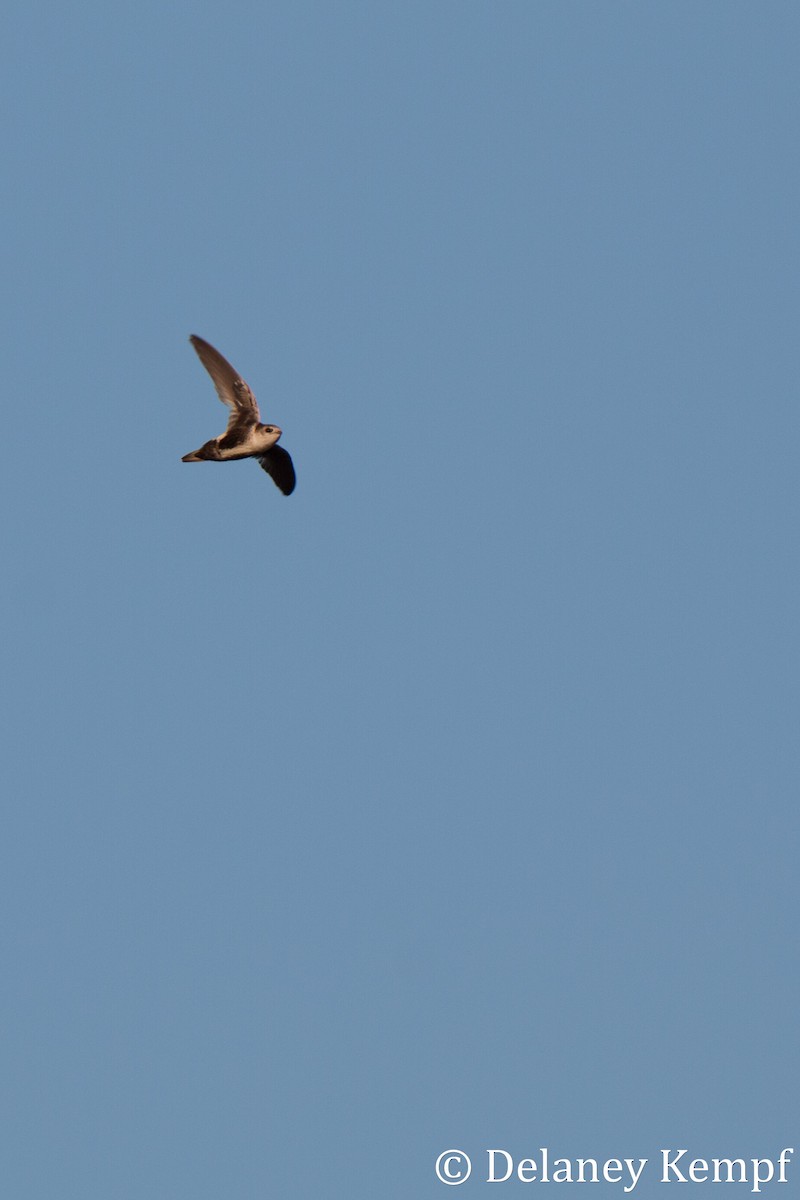 White-throated Swift - Delaney Kempf