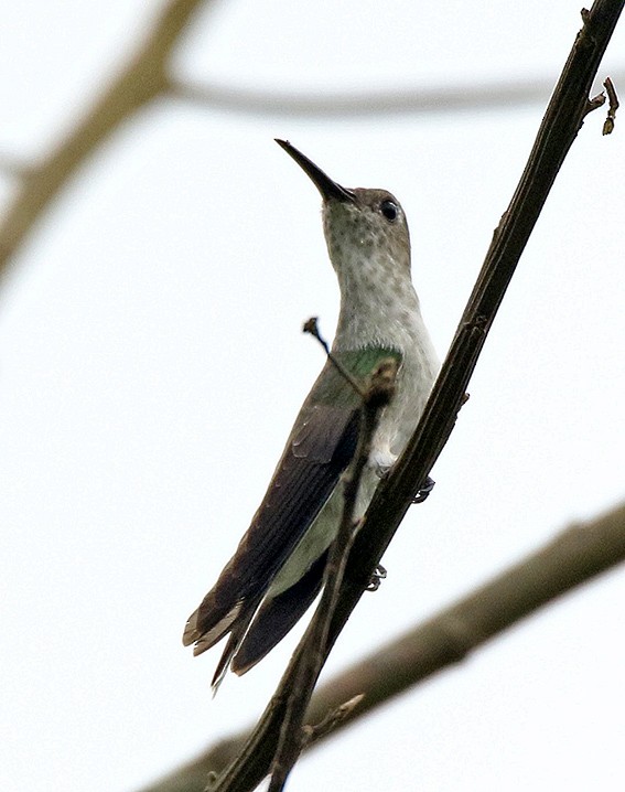 Olive-spotted Hummingbird - ML158266171