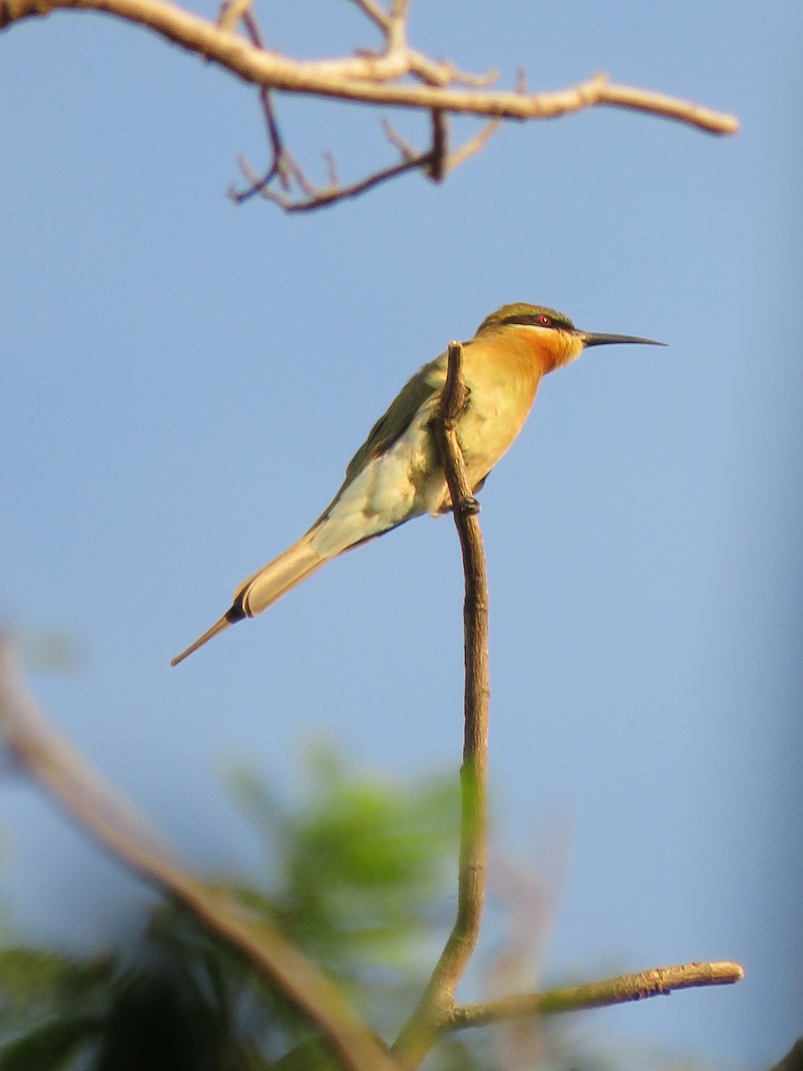 Blue-tailed Bee-eater - ML158266291
