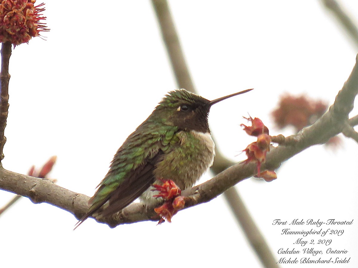 Ruby-throated Hummingbird - ML158267341