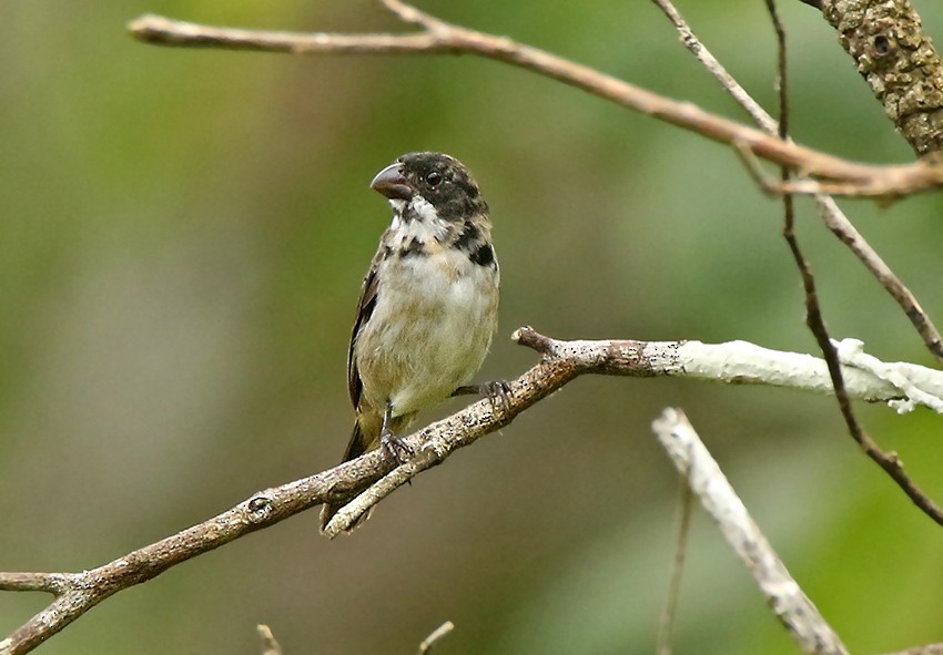 Wing-barred Seedeater (Caqueta) - ML158267701