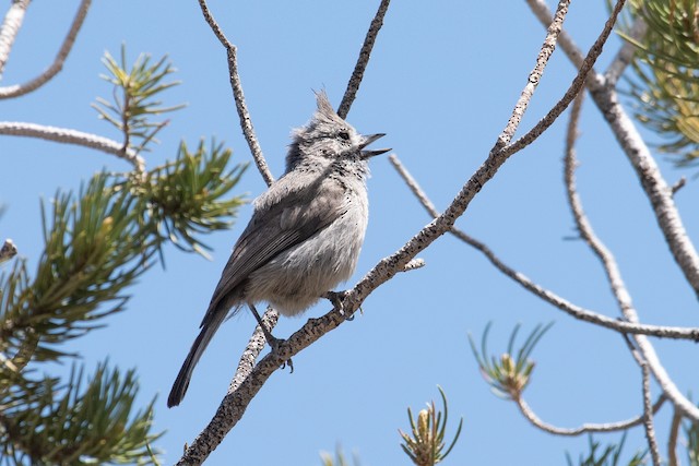 Juniper Titmouse