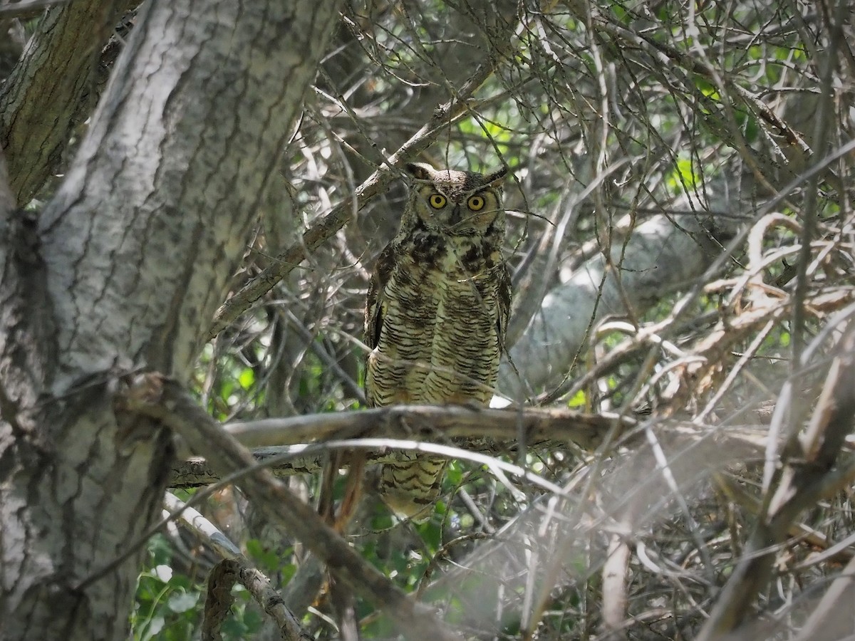 Great Horned Owl - ML158269501