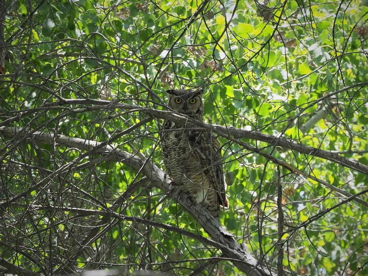 Great Horned Owl - ML158269521
