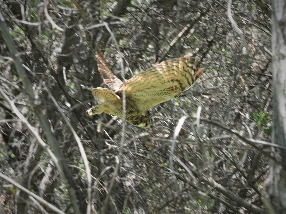 Great Horned Owl - ML158269531