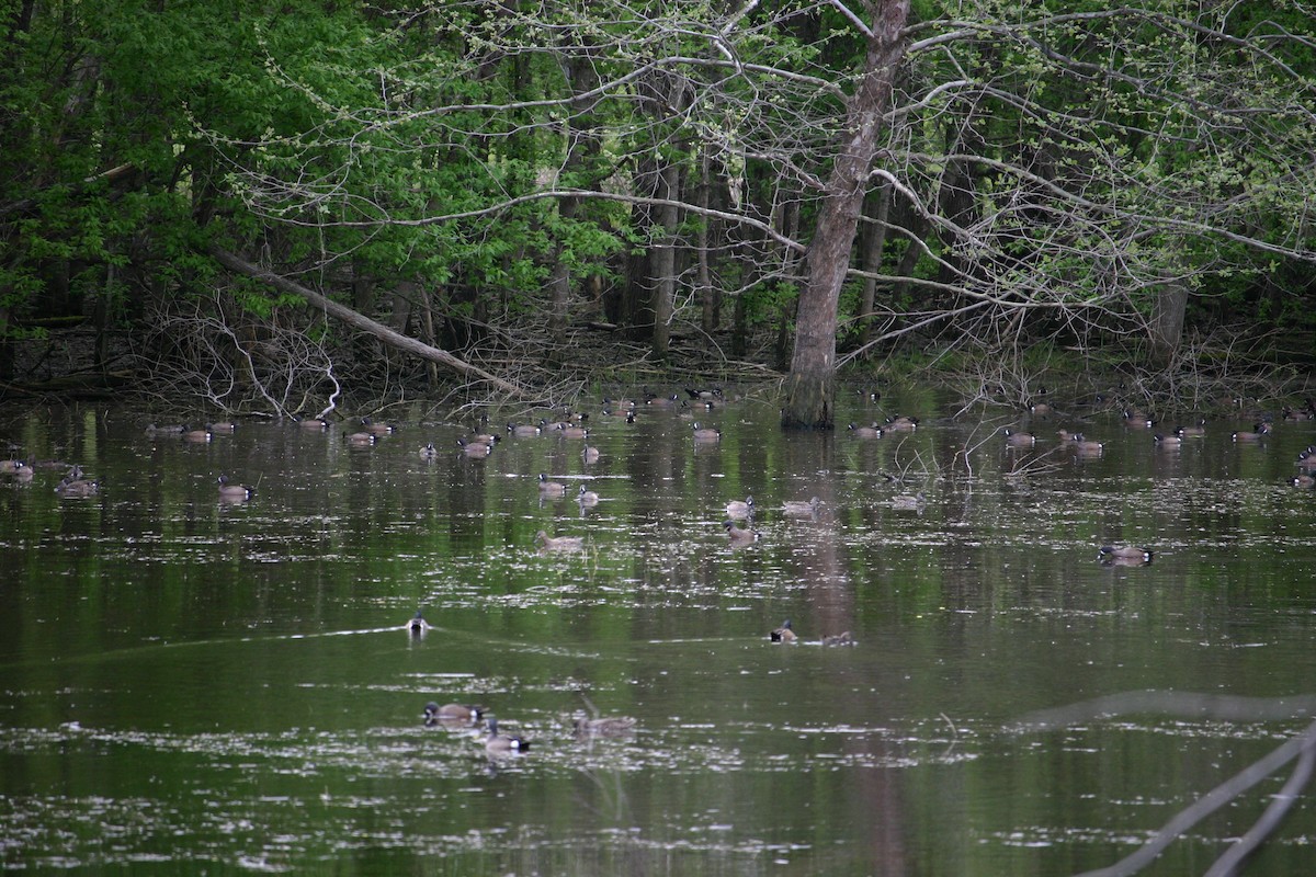 eBird Checklist 19 Apr 2019 Eagle Bluffs CA 80 species (+1 other taxa)