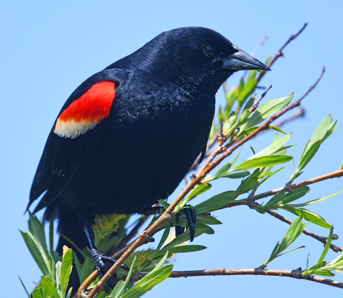 Red-winged Blackbird - ML158289321