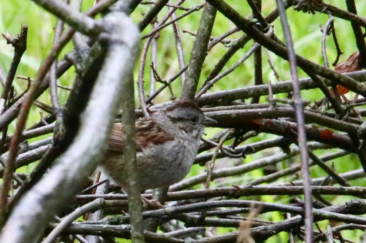 Swamp Sparrow - ML158292021