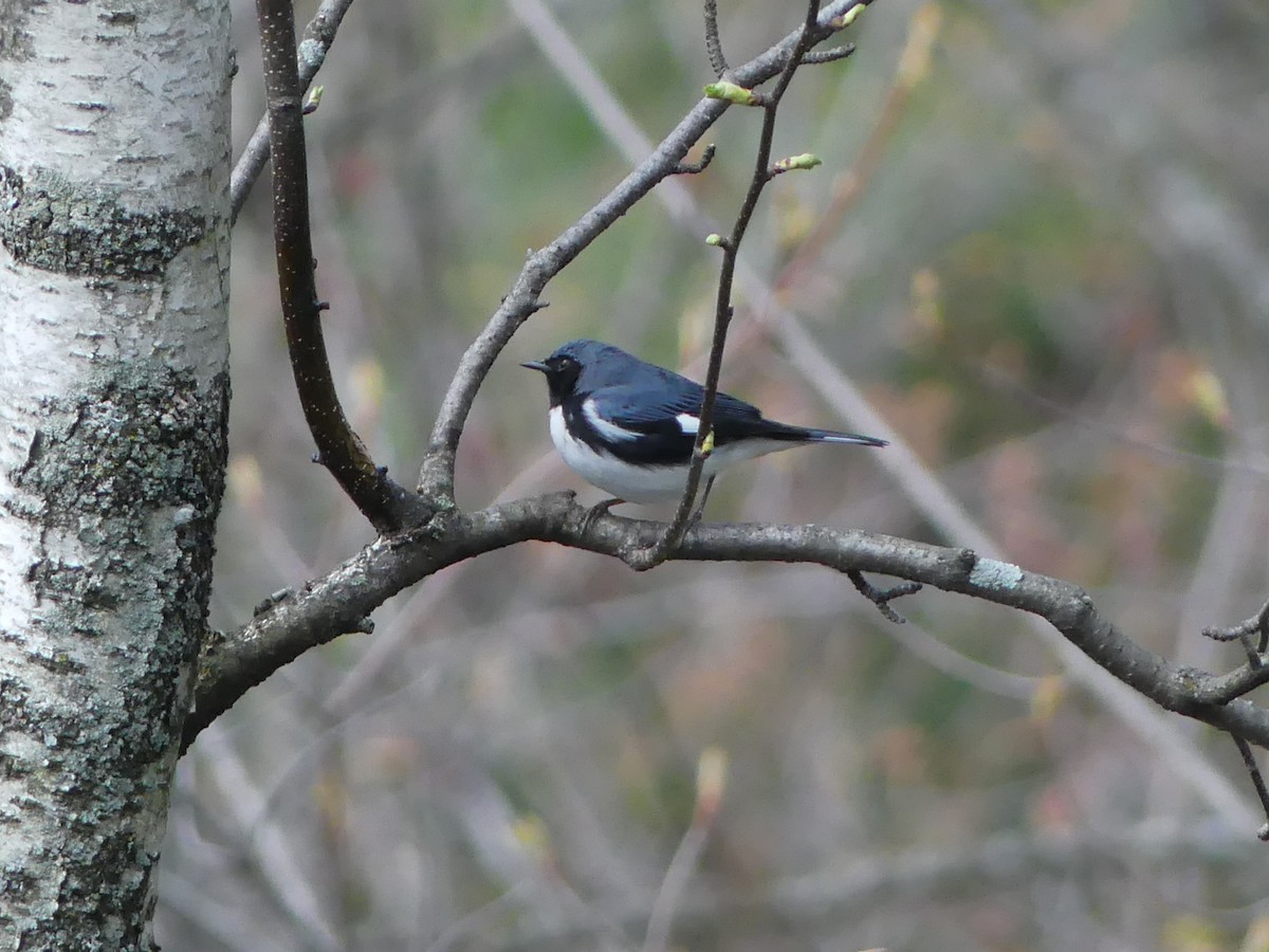Black-throated Blue Warbler - ML158296711