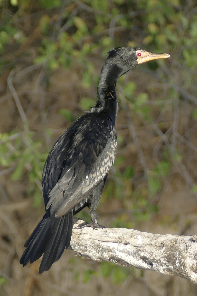 Long-tailed Cormorant - Peter Kaestner
