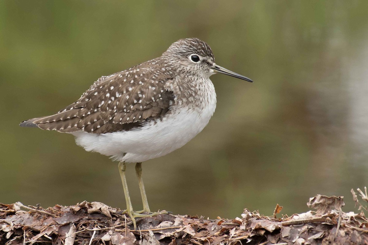 Solitary Sandpiper - Gerry Gerich
