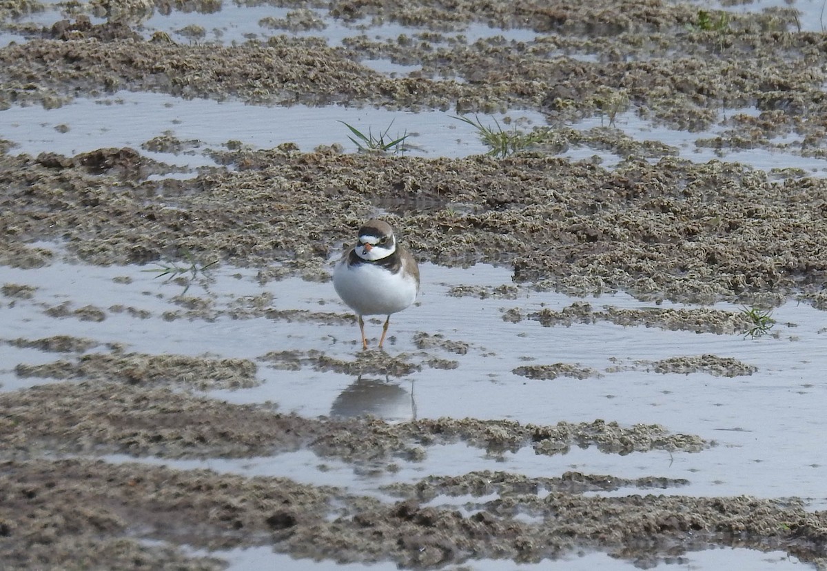 Semipalmated Plover - Vic Zerbi