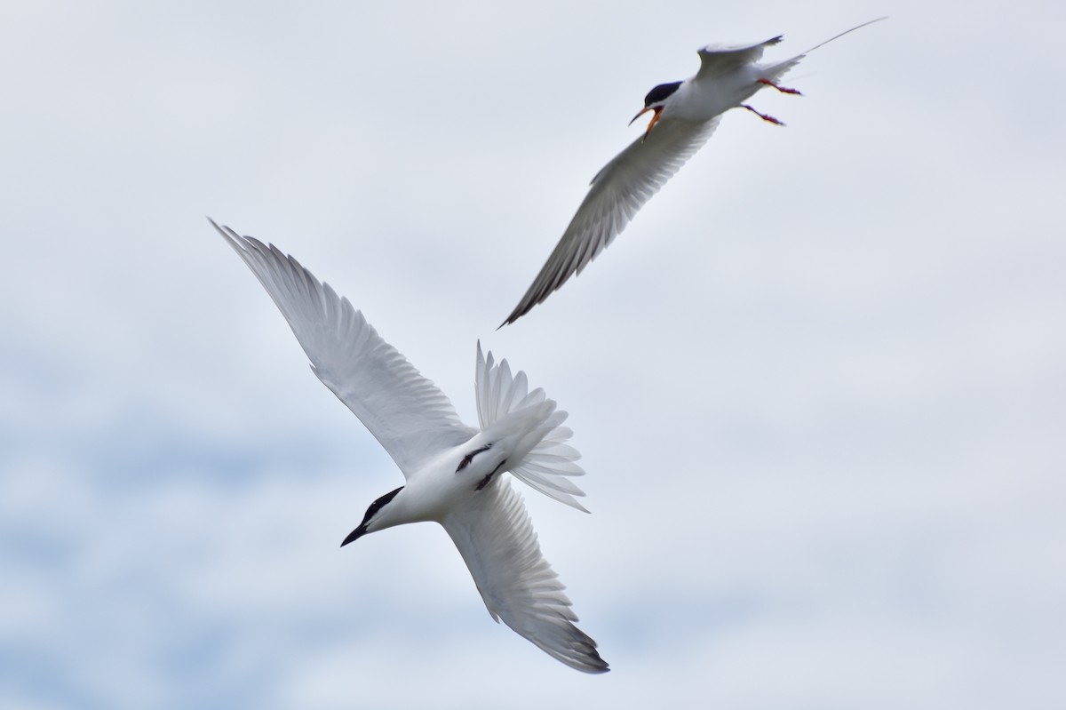 Gull-billed Tern - Ethan Borland