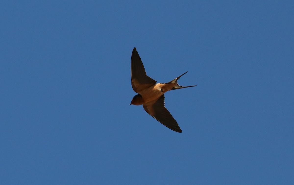 Barn Swallow - ML158325011