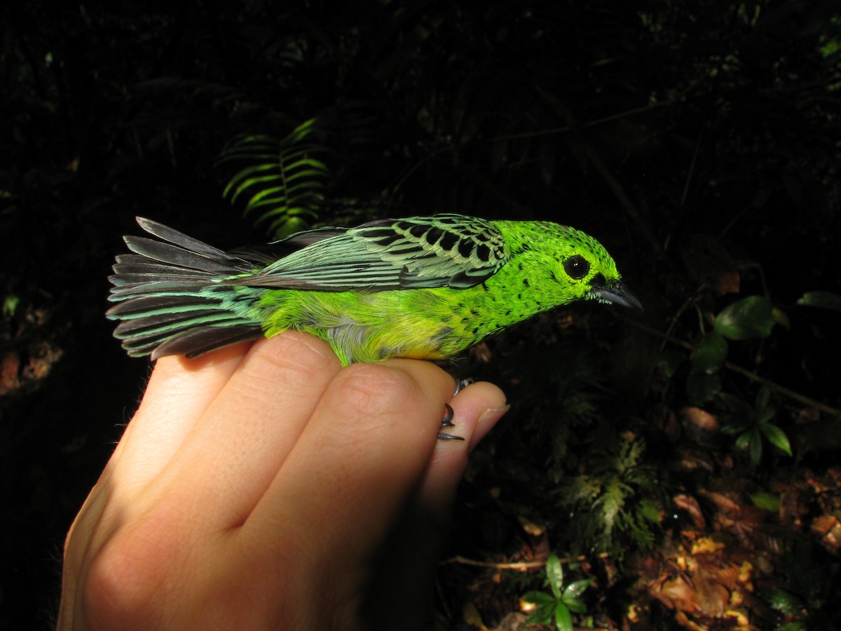Yellow-bellied Tanager - ML158332741