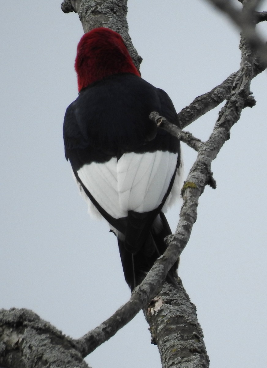 Red-headed Woodpecker - ML158332961