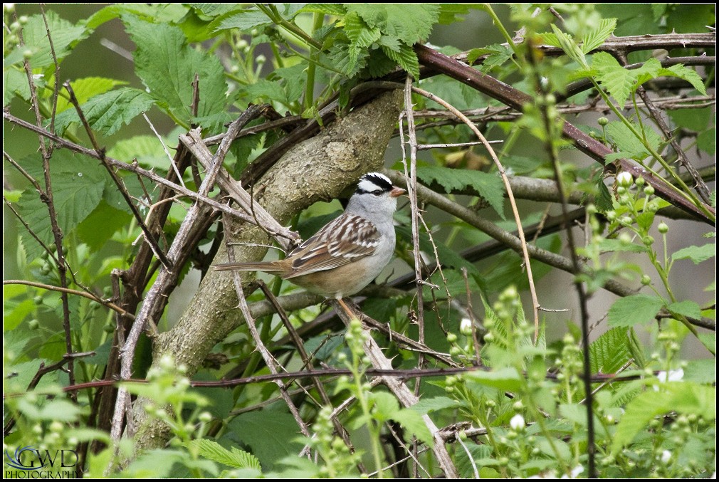 White-crowned Sparrow - Gordon Dimmig