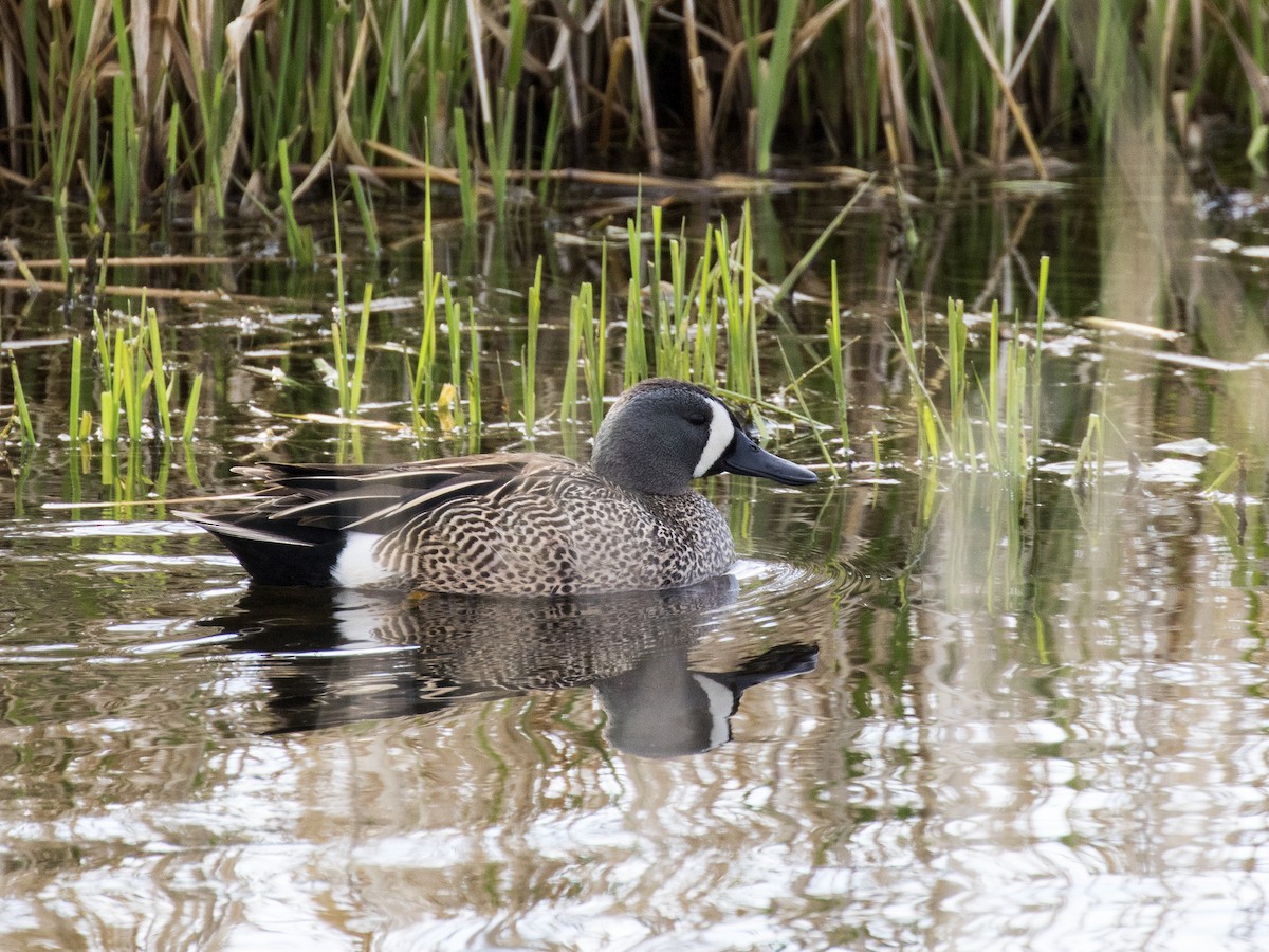 Blue-winged Teal - ML158337921