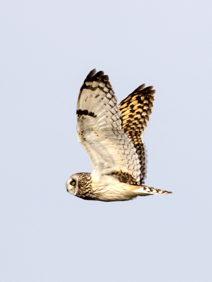 Short-eared Owl - ML158339611