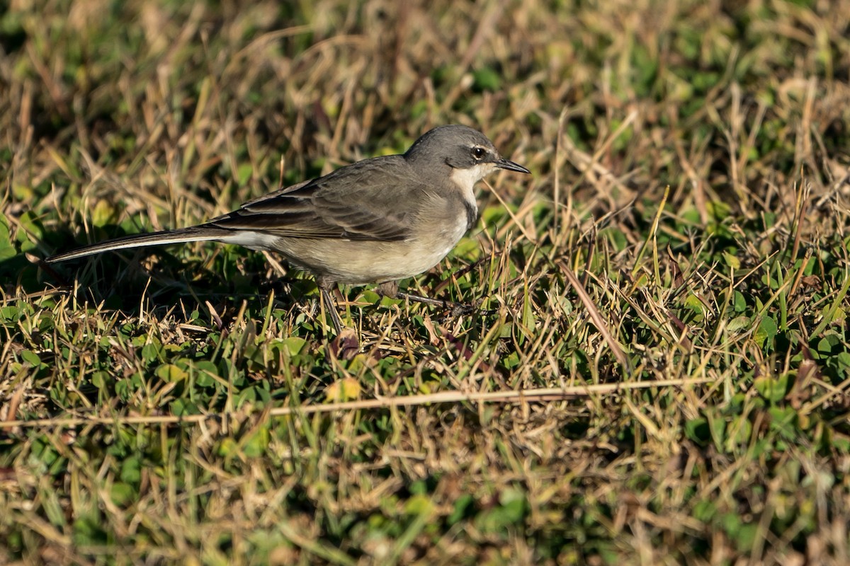 Cape Wagtail - Joao Quental JQuental