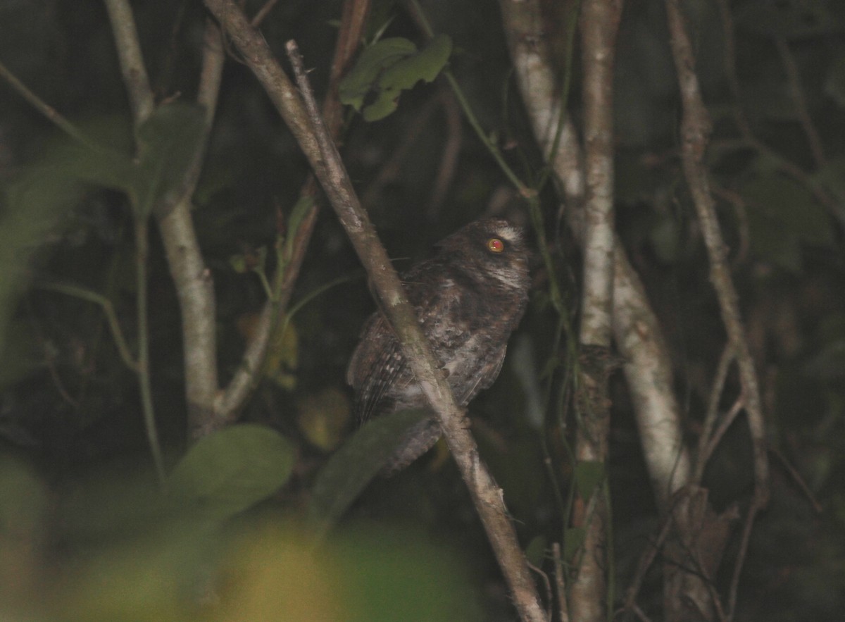 Luzon Scops-Owl - ML158346161