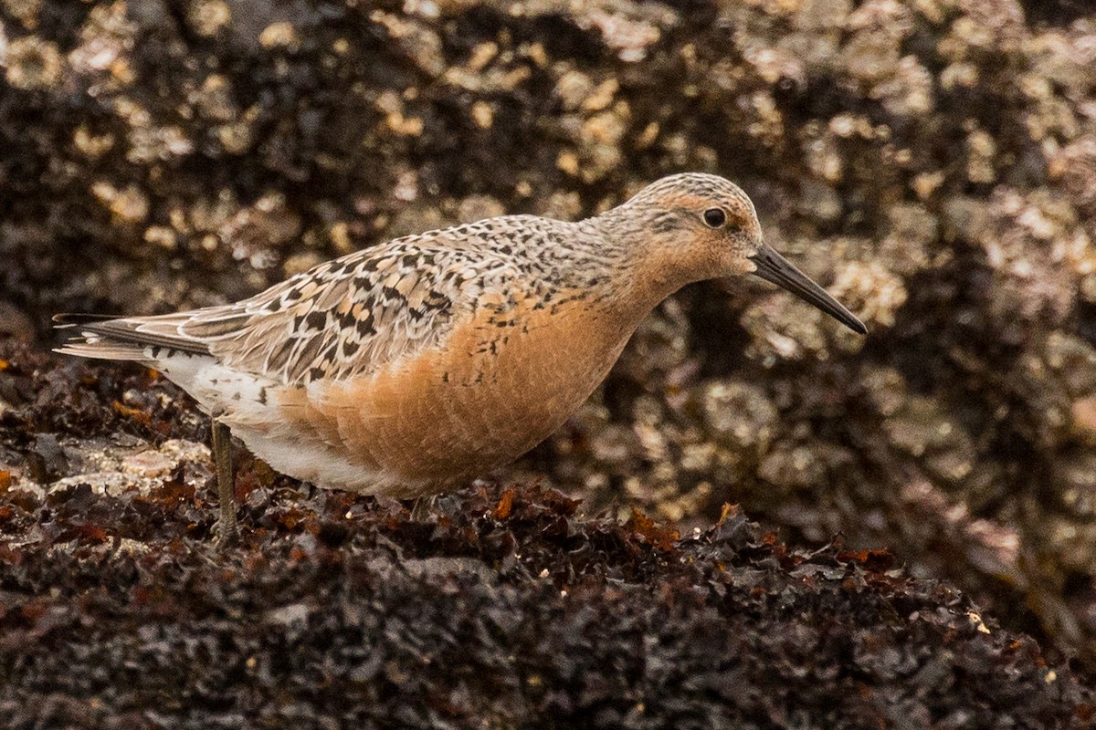 Red Knot - ML158346921