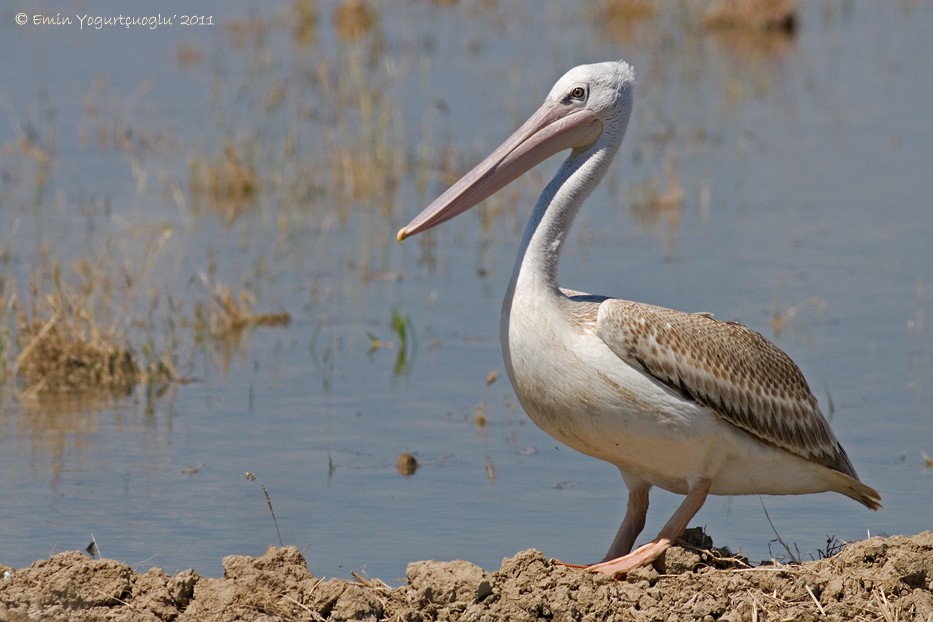 Pink-backed Pelican - ML158350751