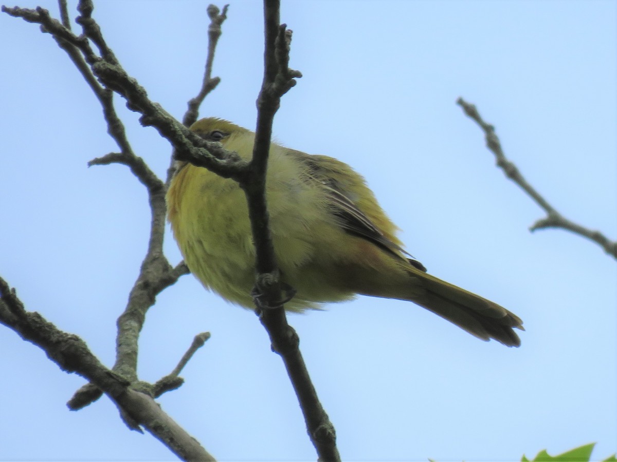 Orchard Oriole - ML158353161