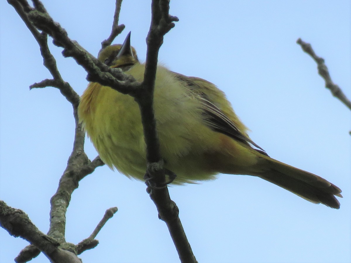 Orchard Oriole - ML158353201