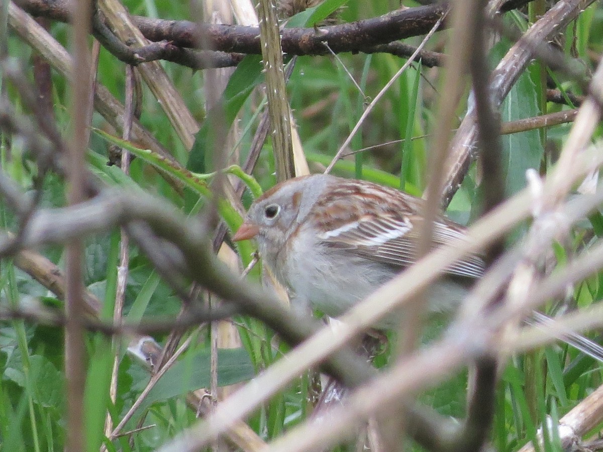 Field Sparrow - ML158354391