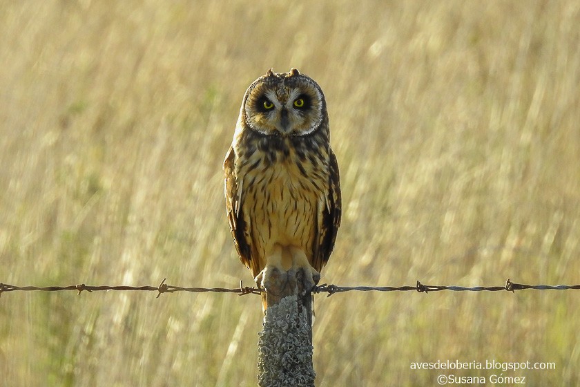 Short-eared Owl - ML158354541