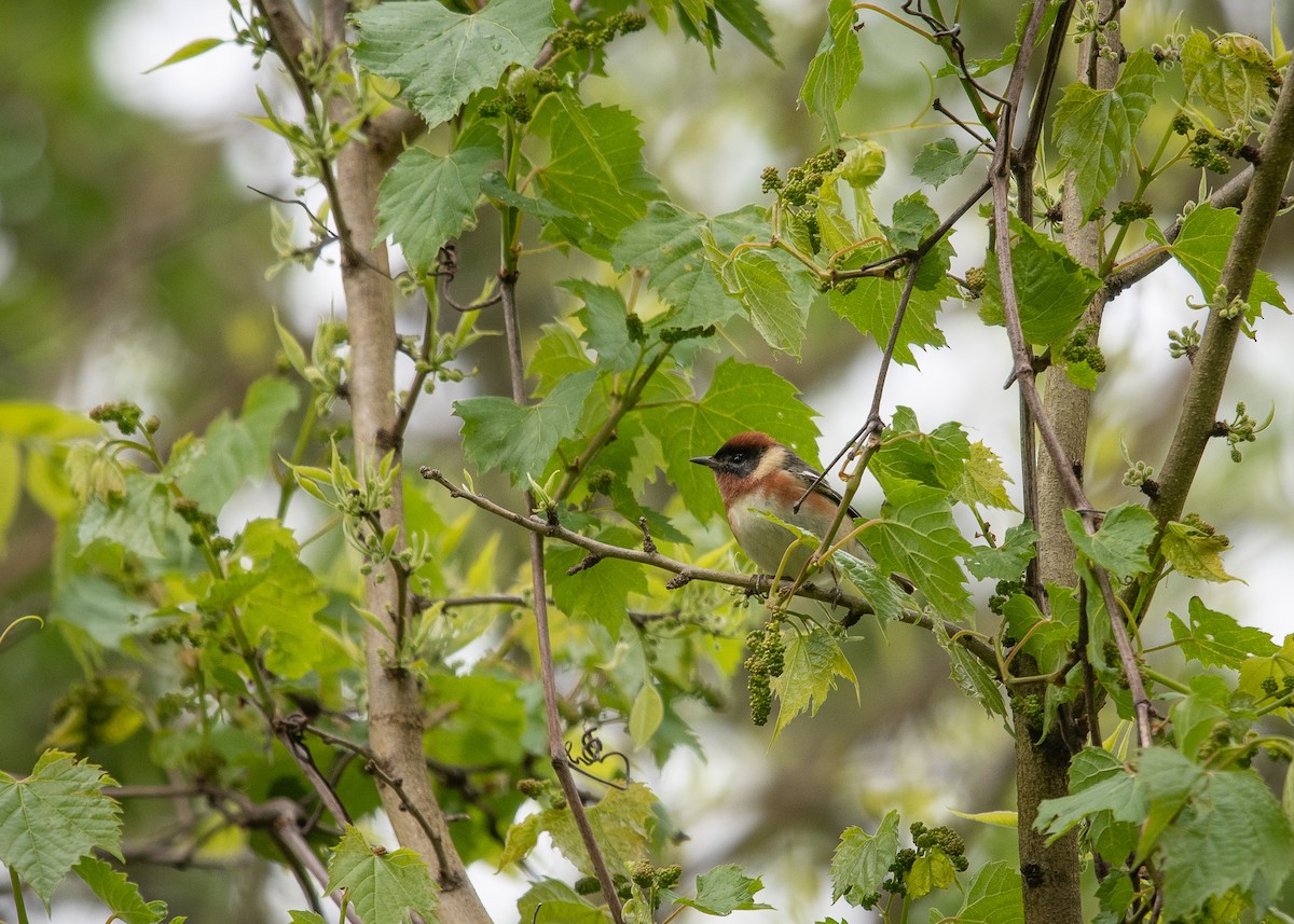 Bay-breasted Warbler - ML158359591