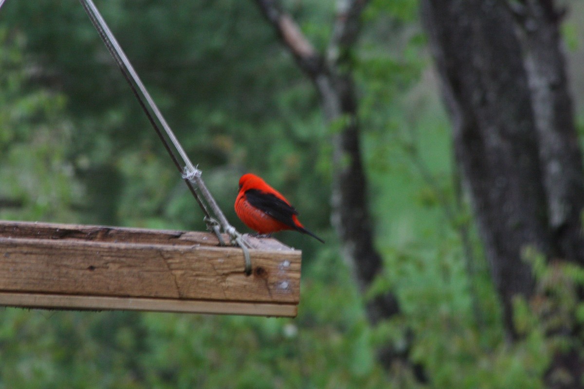 Scarlet Tanager - ML158359671
