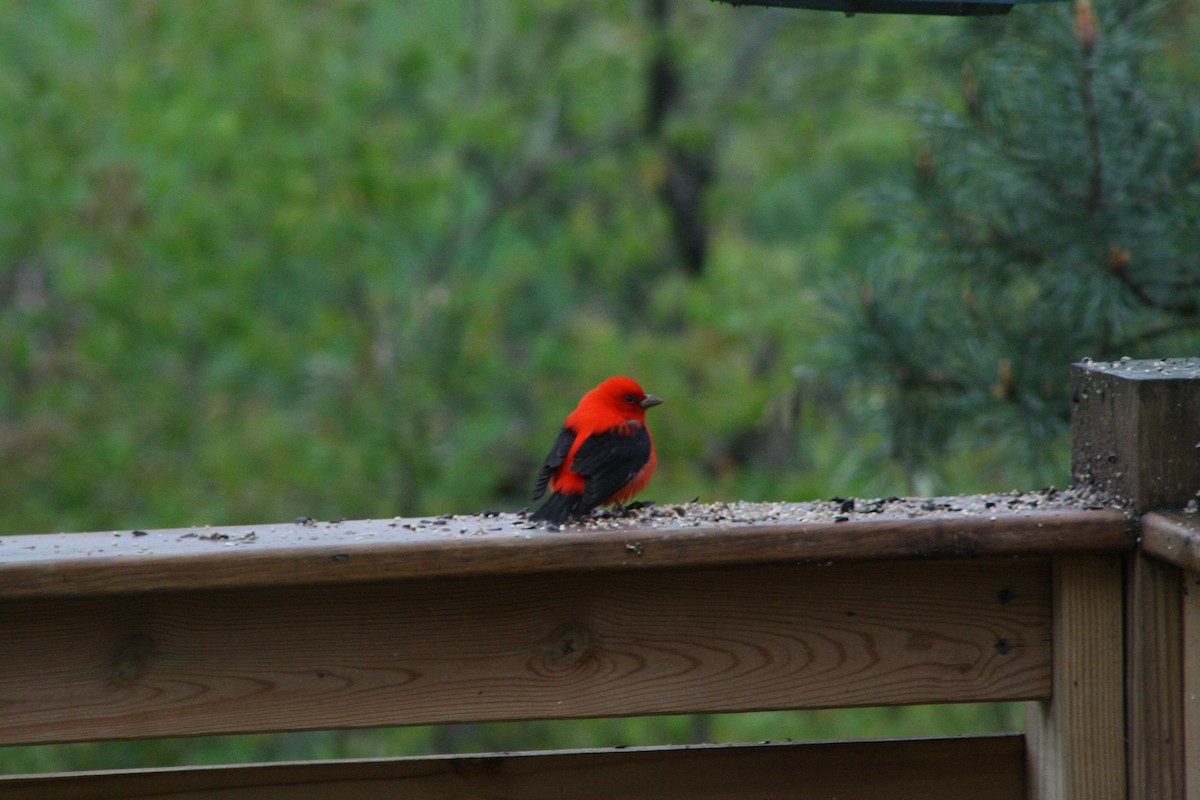 Scarlet Tanager - ML158359701