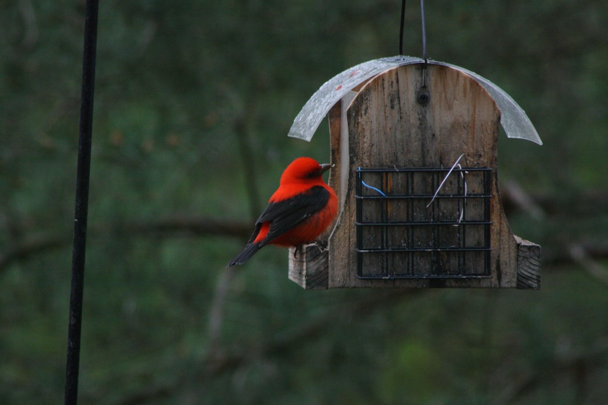 Scarlet Tanager - ML158359721