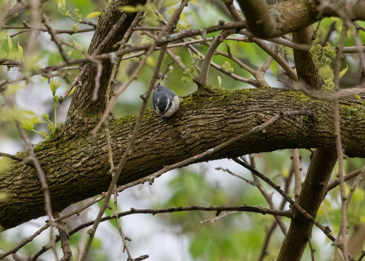 Red-breasted Nuthatch - Ed Bremer