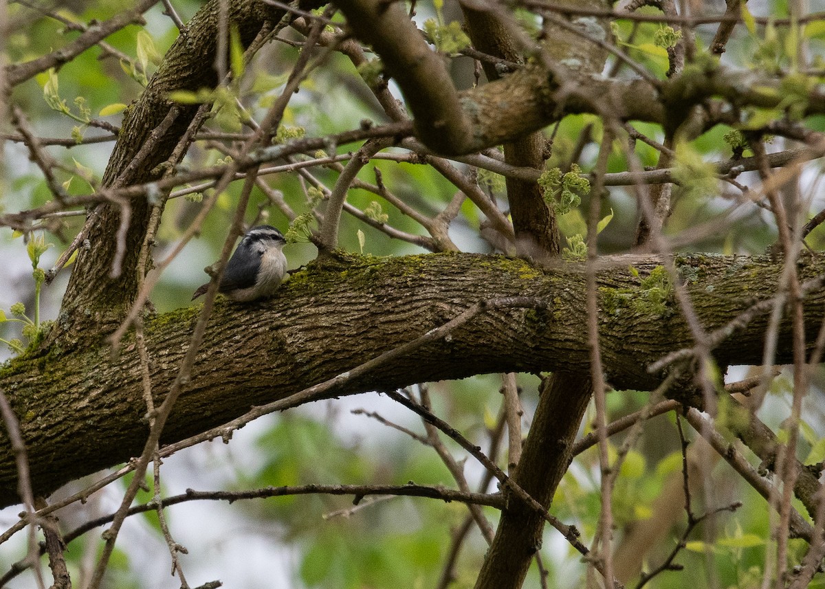 Red-breasted Nuthatch - ML158359811