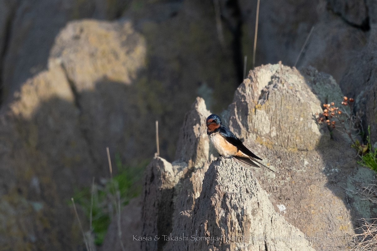 Barn Swallow (Buff-bellied) - Kasia & Takashi Someya