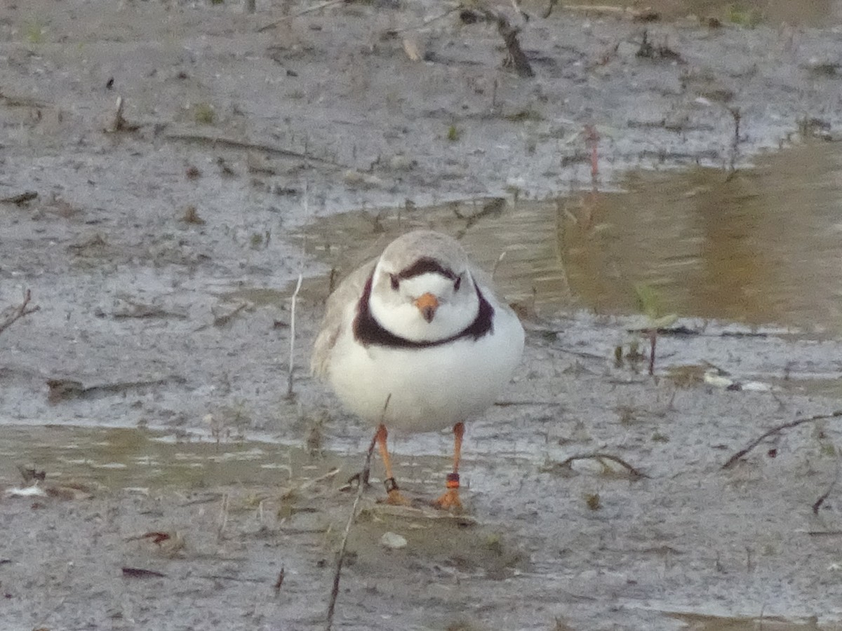 Piping Plover - ML158369551