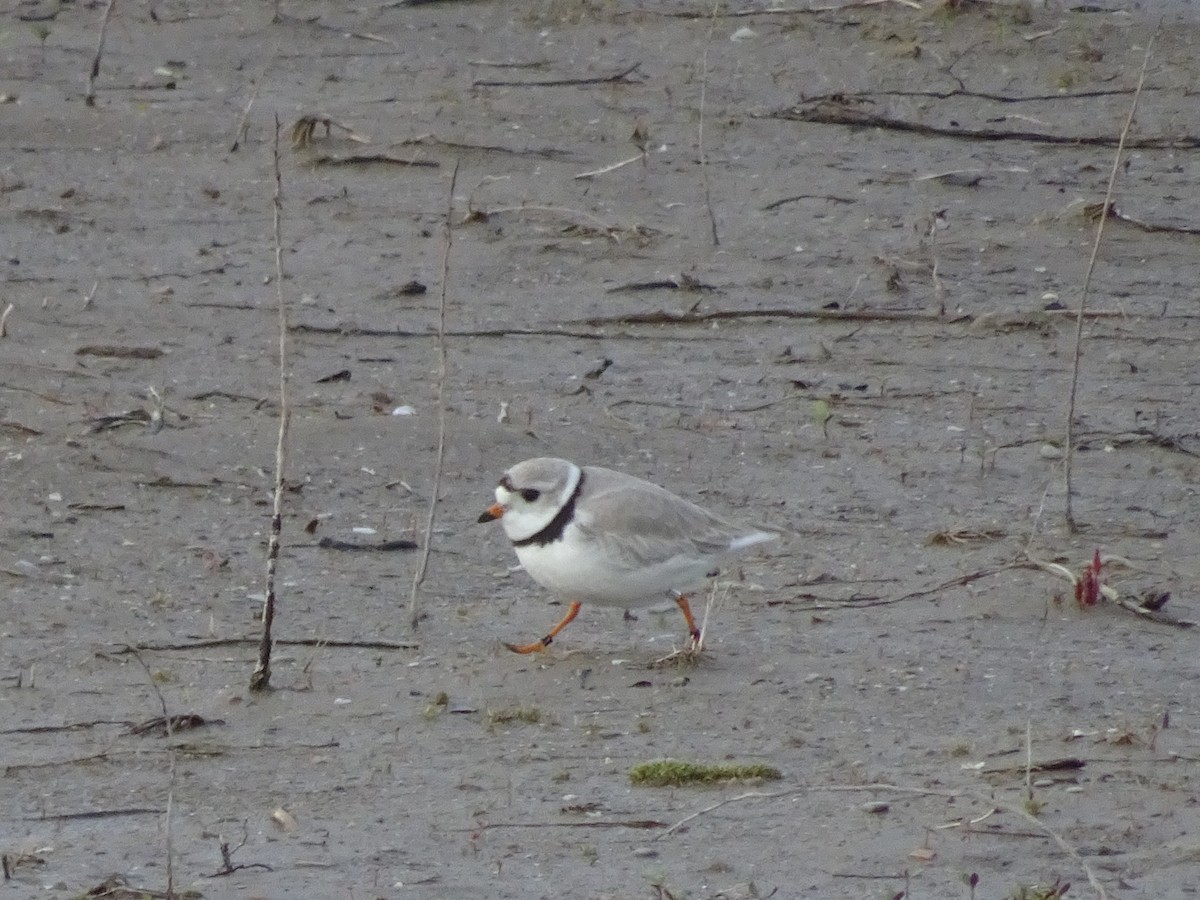 Piping Plover - ML158369921
