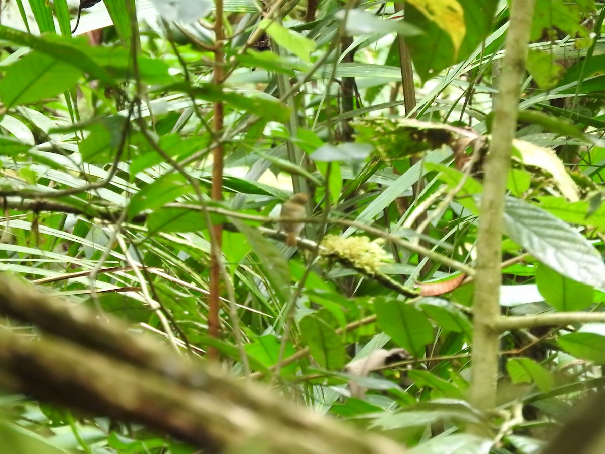 Tawny-crowned Greenlet - ML158373941