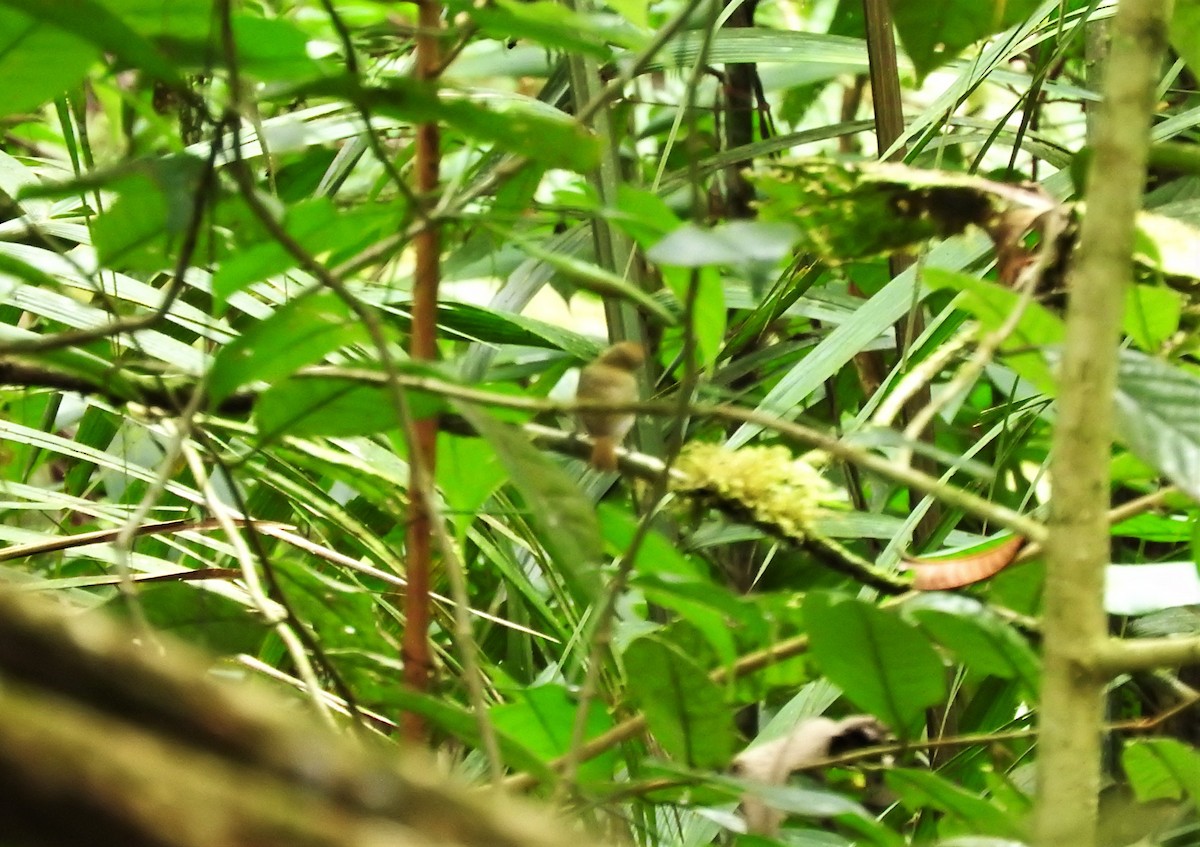 Tawny-crowned Greenlet - ML158374271