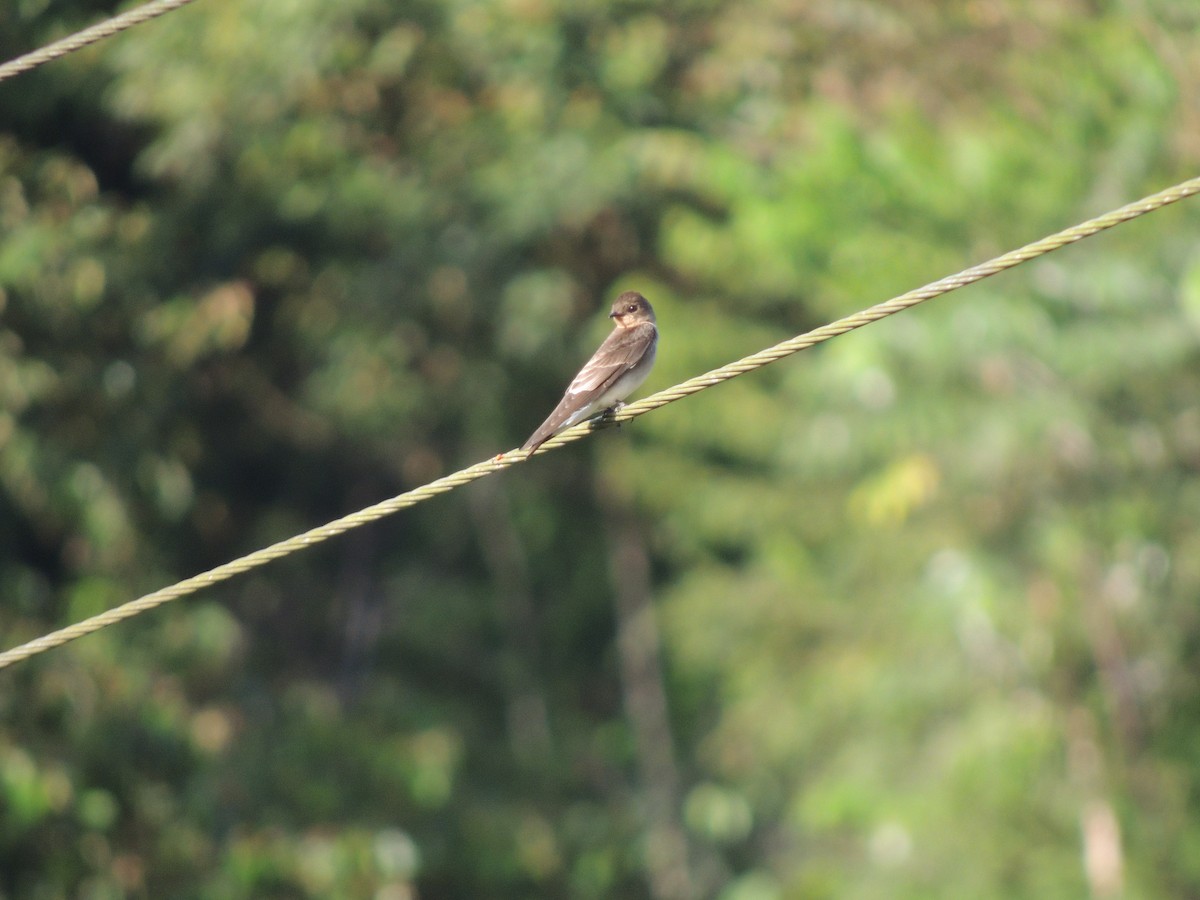 Southern Rough-winged Swallow - ML158375371