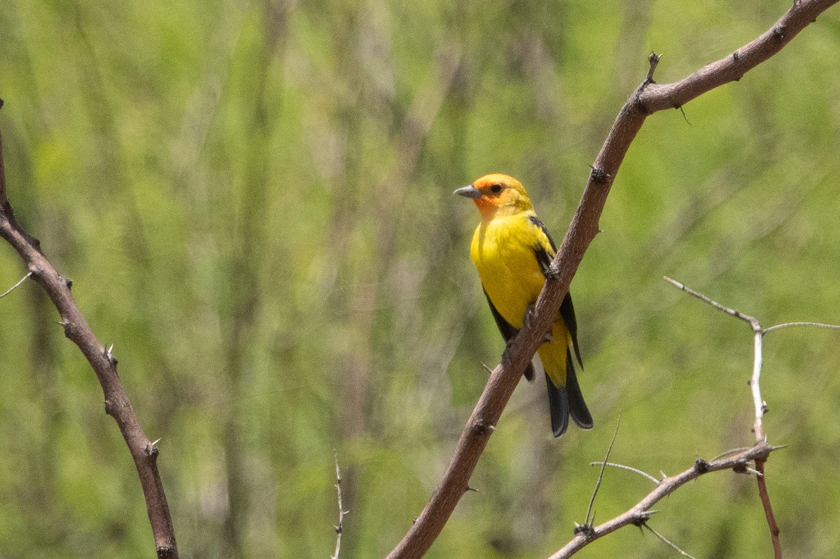 Western Tanager - ML158382781